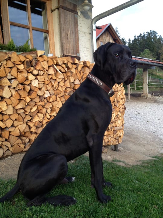 Haus- und Hofhund  Tigerhill-Ranch-Norikerhof