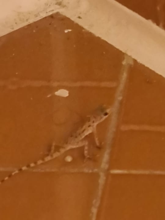 Zimmer Shams Safaga Resort