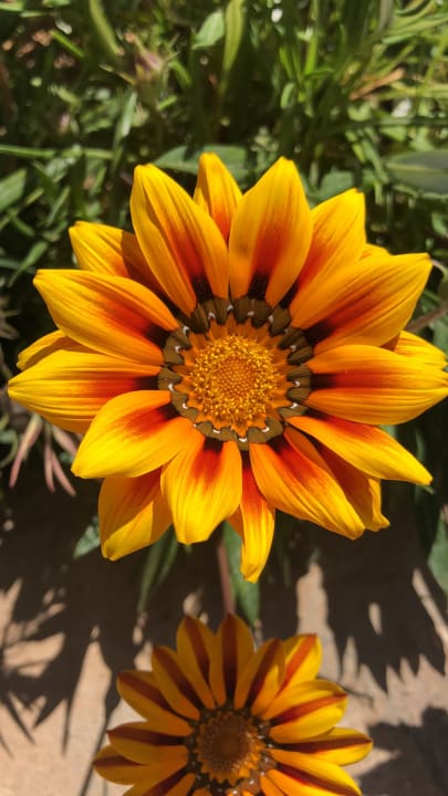 Gartenanlage Zita Beach Resort