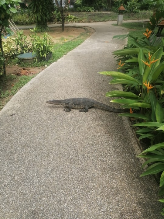 Außenansicht Khao Lak Merlin Resort
