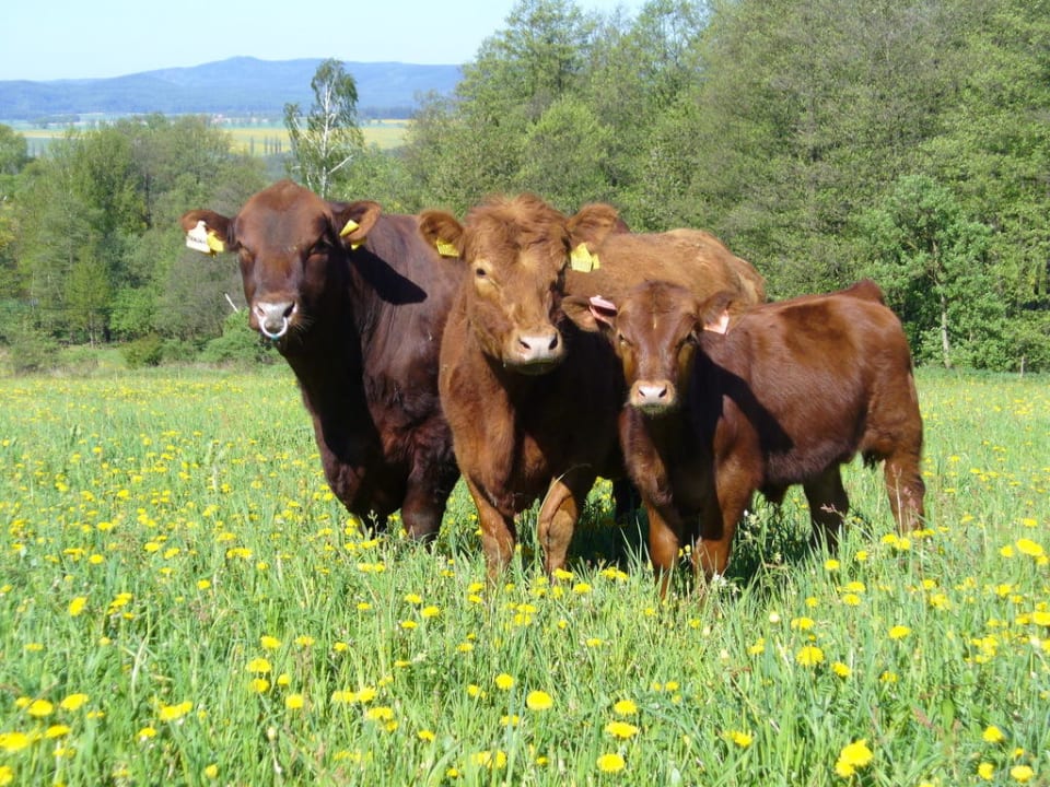Aberdeen Angus Bio Zucht Hotel U Spejcharu
