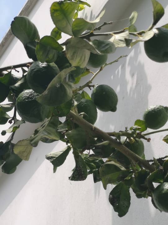 Gartenanlage Atlantica Sancta Napa Hotel