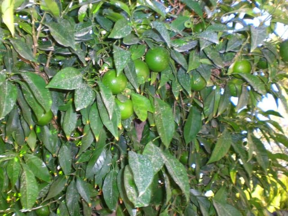 Mandarinen Baum Kustur Club Holiday Village