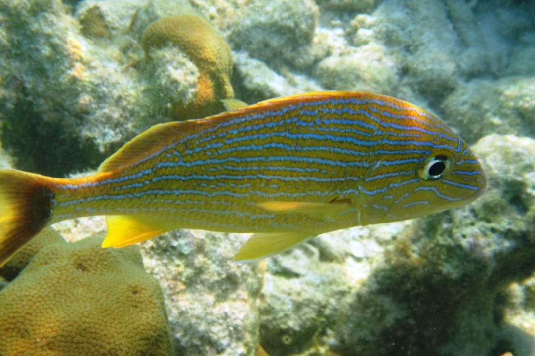 Sport & Freizeit Akumal Bay Beach & Wellness Resort