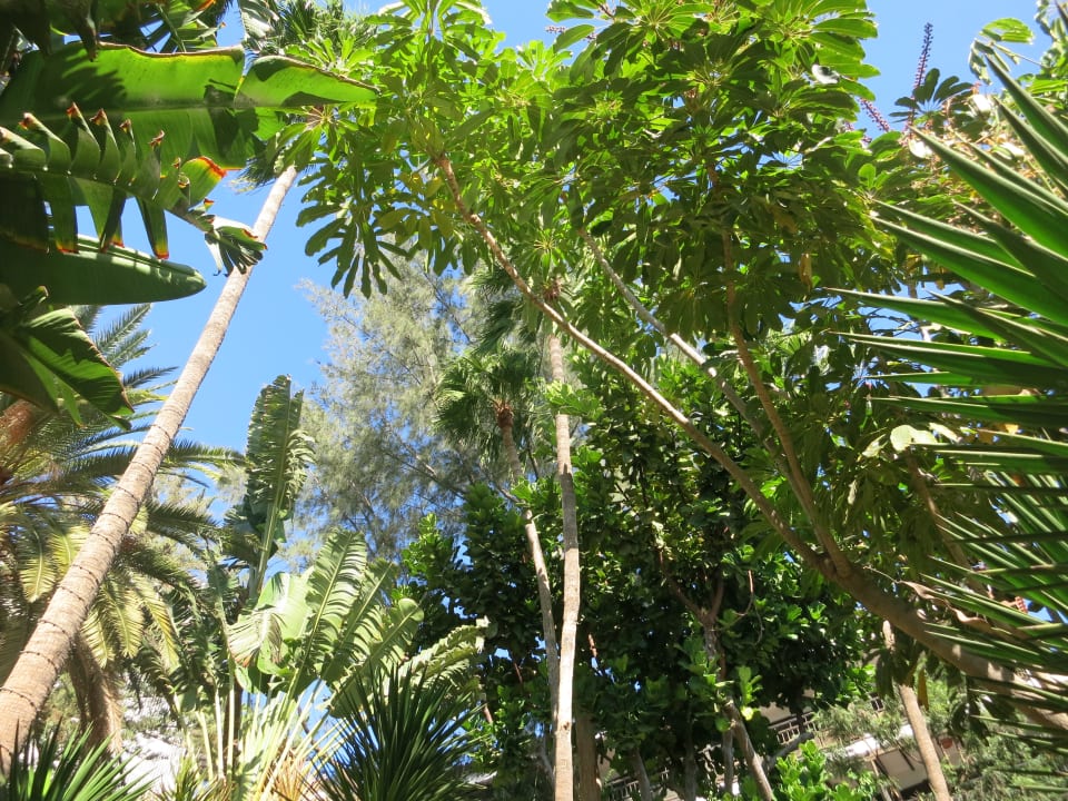 Gartenanlage Hotel Parque Tropical