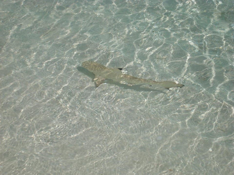 Riffhaie Kuredu Island Resort & Spa