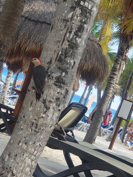 Strand Viva Azteca by Wyndham - All Inclusive Resort