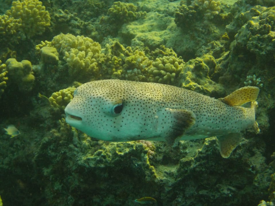 Strand Beach Safari Nubian Resort