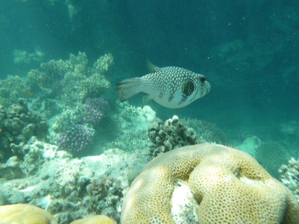 Unterwasserwelt am Hausriff TUI MAGIC LIFE Kalawy