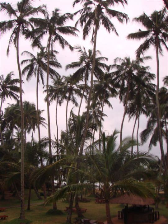 Początek burzy nad ogrodem Mermaid Hotel & Club