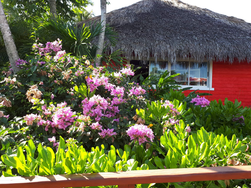 Gartenanlage Hotel Viva Dominicus Palace by Wyndham-All Inclusive Resort