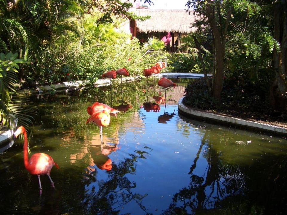 Flamingos Iberostar Waves Cozumel