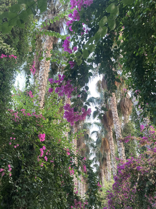 Gartenanlage Hotel Gardenia Beach