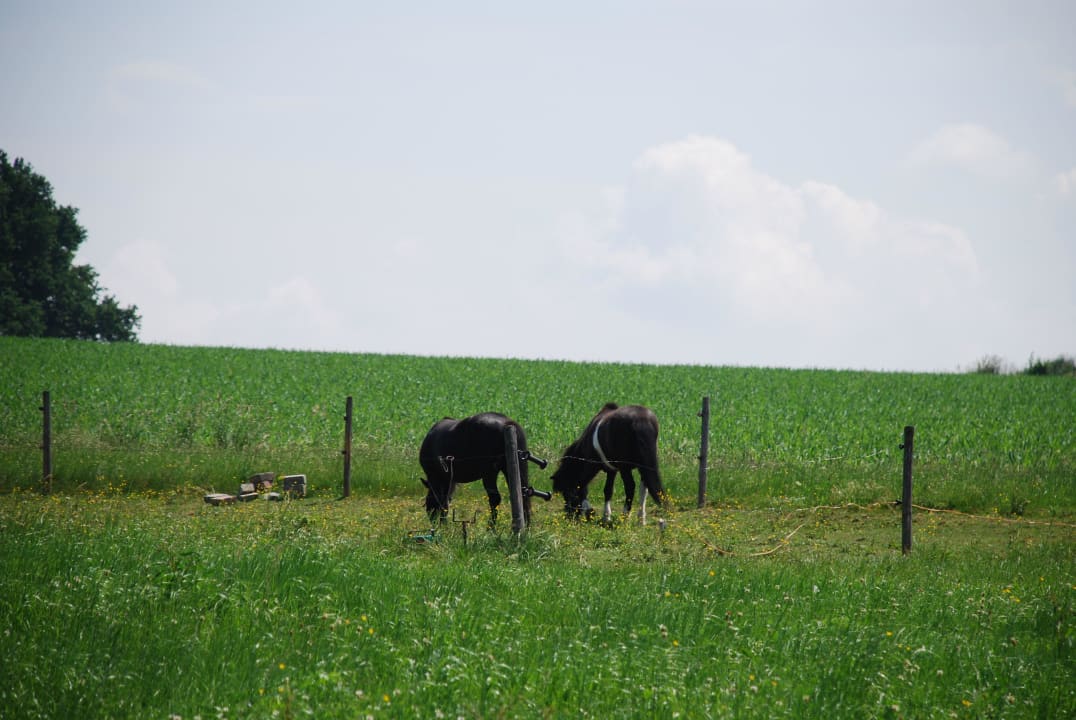 Ponies Fröschlhof
