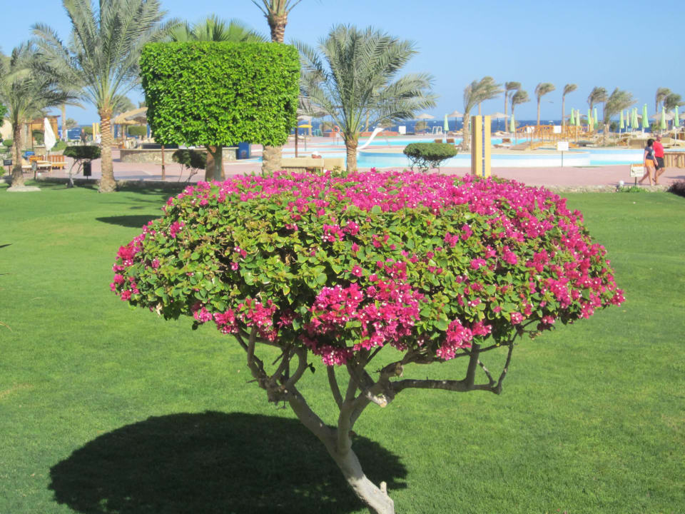 Gepflegte Gartenanlage Three Corners Sea Beach Resort