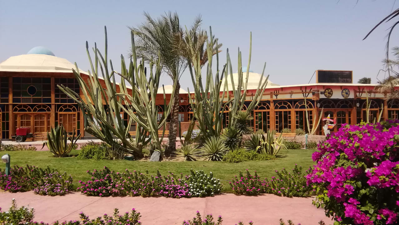 Gartenanlage Desert Rose