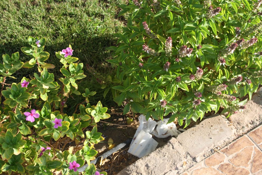 Schmutz Hotel Titanic Palace