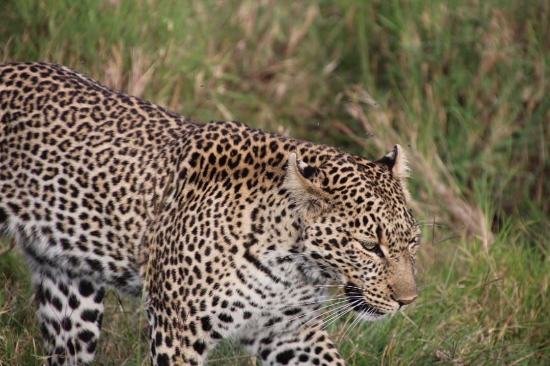 Sonstiges Aruba-Mara Camp