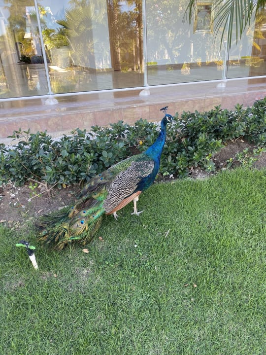 Gartenanlage Meliá Punta Cana Beach Resort - A Wellness Inclusive For Adults Only