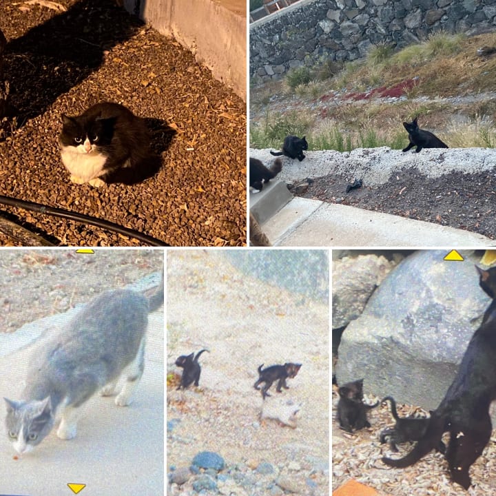Ausblick Hotel Riu Palace Tenerife
