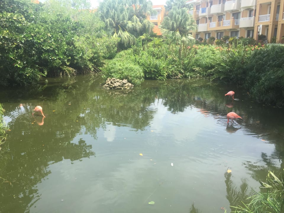 Garten Hotel Viva Dominicus Palace by Wyndham-All Inclusive Resort