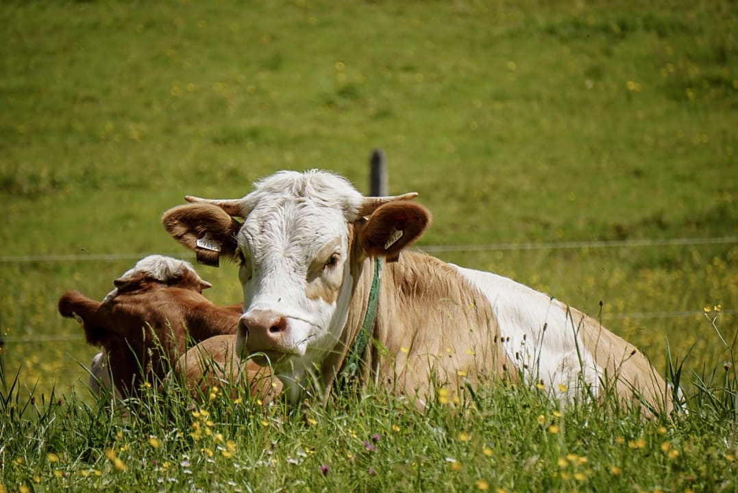 Gartenanlage Chalets Almidylle