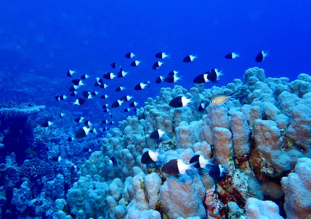 Sport & Freizeit The Oasis Dive Resort