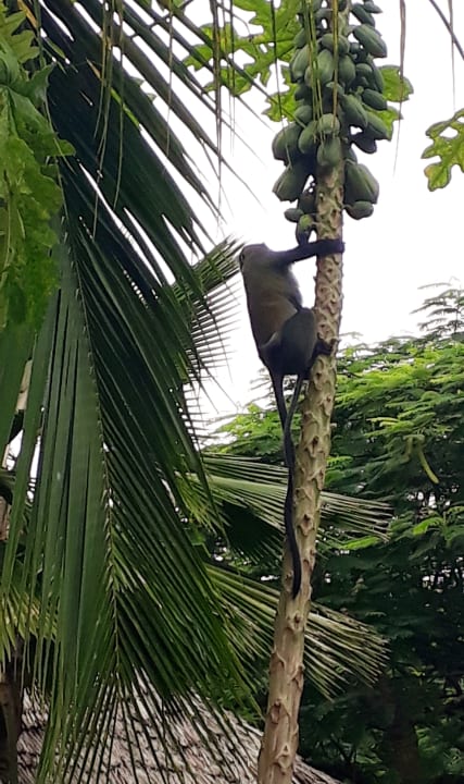 Gartenanlage Spice Island Hotel & Resort