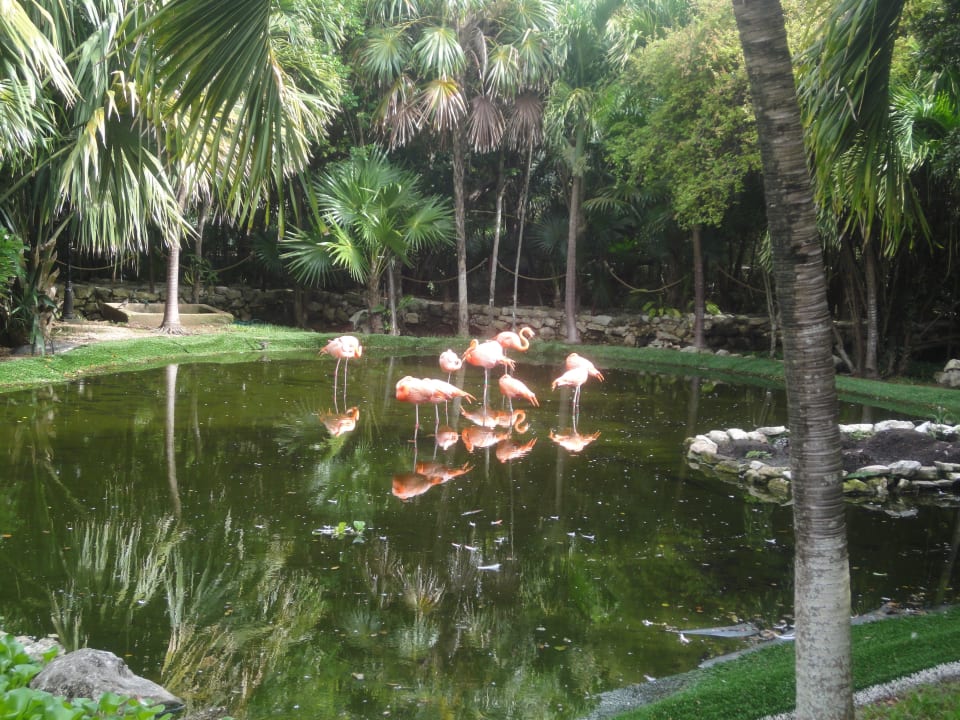 Flamingo Gehege Grand Palladium Select White Sand Resort & Spa