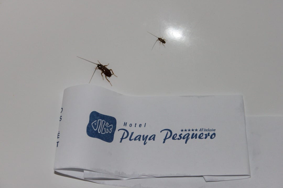 Haustiere Hotel Playa Pesquero