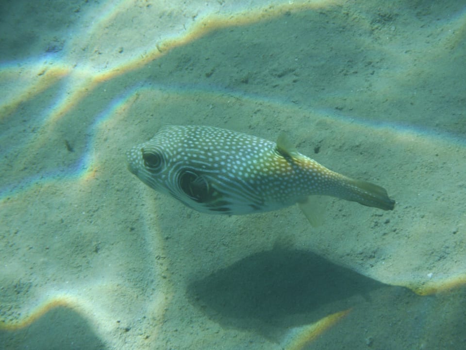 White spotted puffer fish SUNRISE Royal Makadi Resort