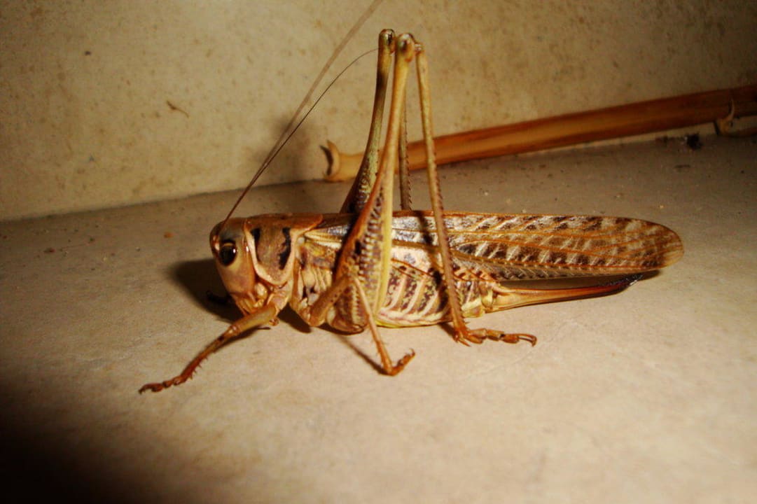 Riesen-Heuschrecke Aegean Melathron Thalasso Spa Hotel