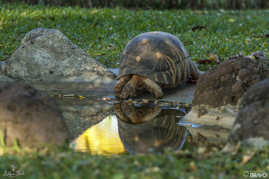 Gartenanlage VOI Andilana Resort