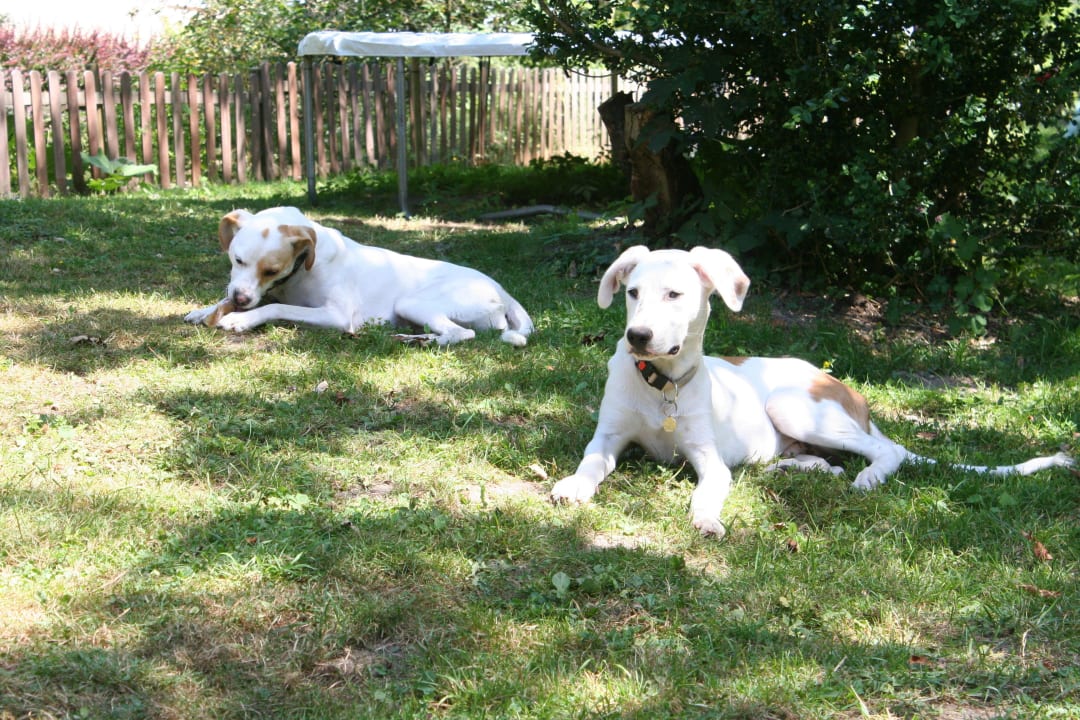 Ganze Garten mit Zaun  Holiday Home Haus Rennsteig