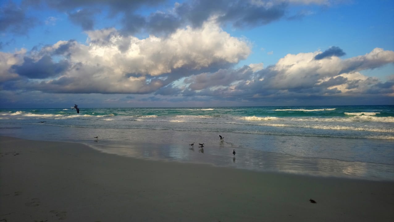Strand Starfish Cuatro Palmas