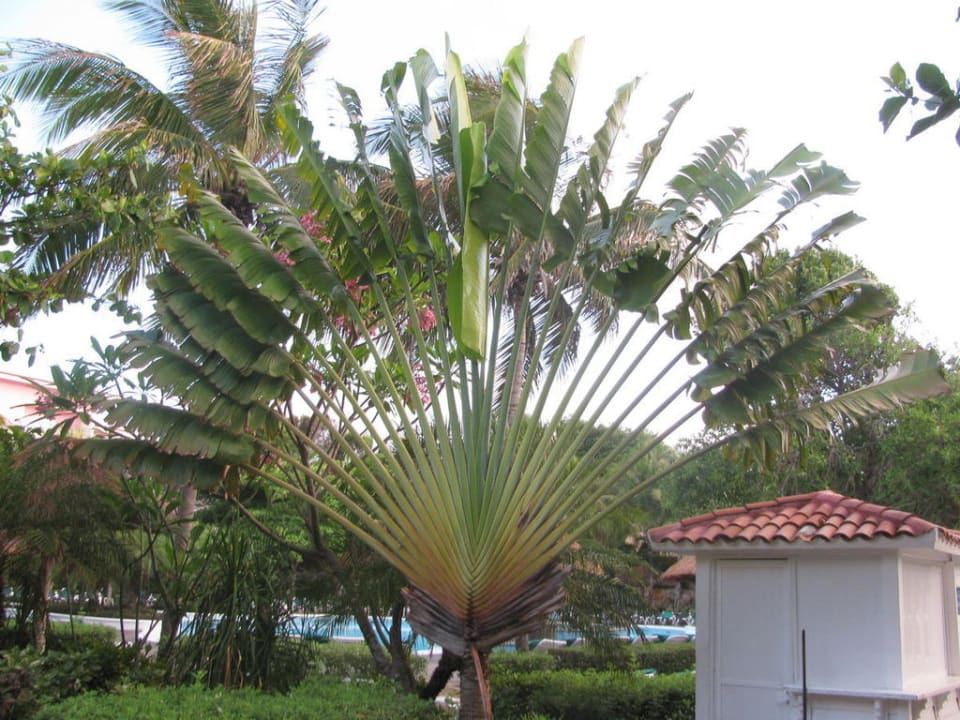 Palmen am Pool Hotel Riu Playacar