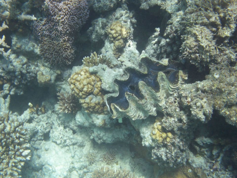 Muschel Prima Life Makadi Resort