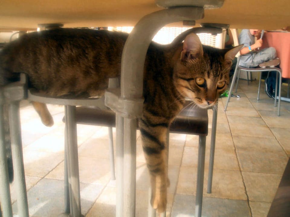 Hunger!!! Hoffendlich fällt etwas runter  Hotel Sineva Beach