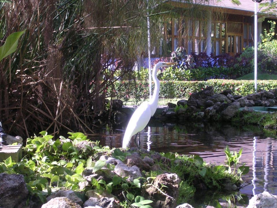 Einer der Teiche der wunderschönen Anlage Grand Palladium Select Bávaro Resort & Spa