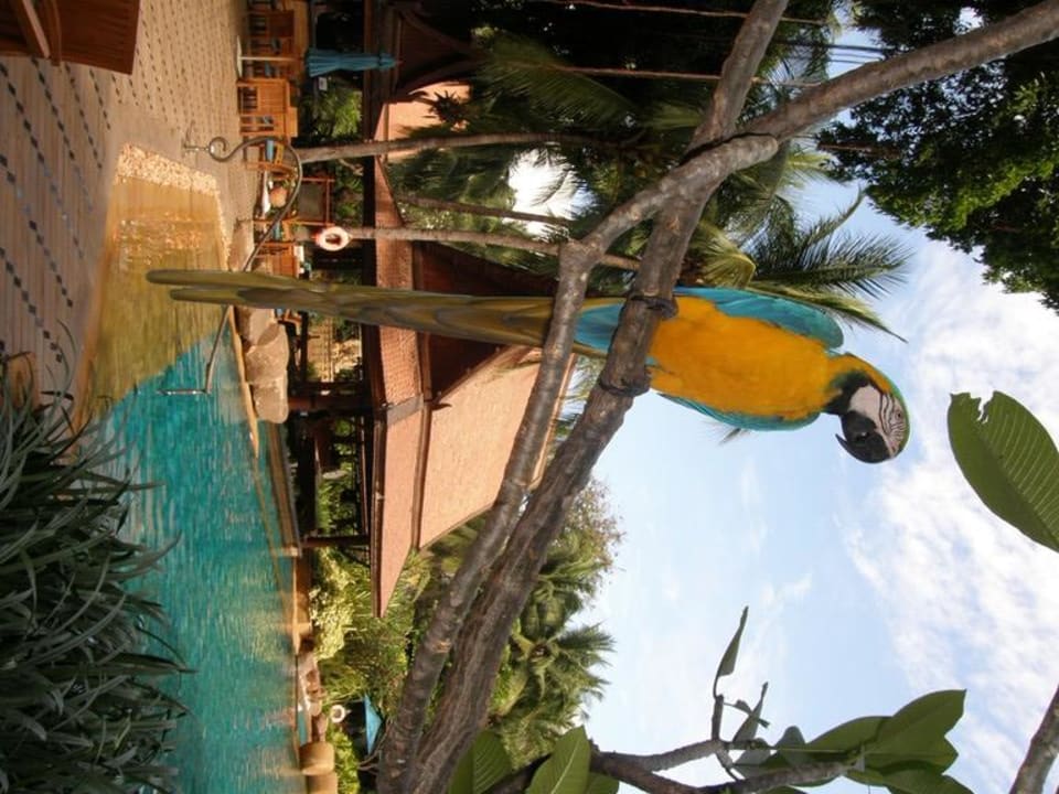 Peter Pan am Pool Avani Pattaya Resort