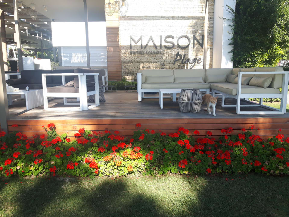 Gastro Acanthus Cennet Barut Collection