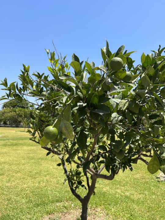 Gartenanlage Myrina Beach Hotel