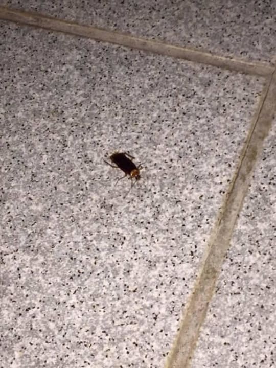 Da ist schon eine Hotel Golden Odyssey