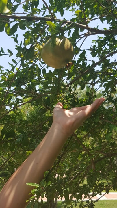 Gartenanlage Megasaray Club Belek