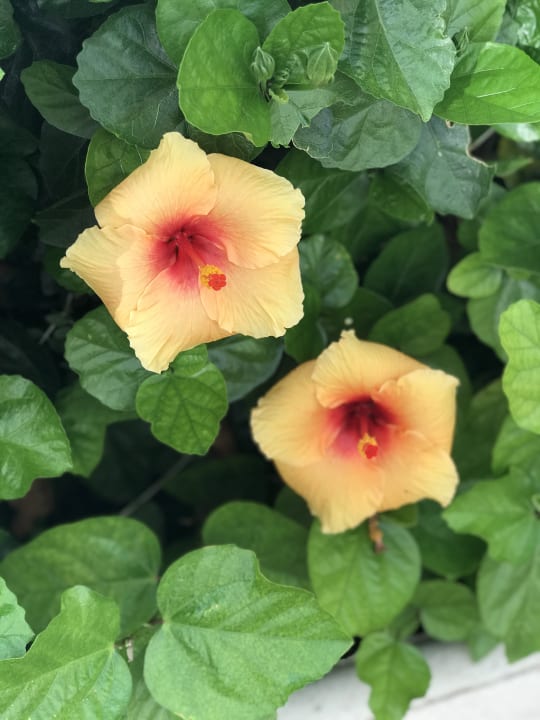 Gartenanlage Hotel Best Siroco