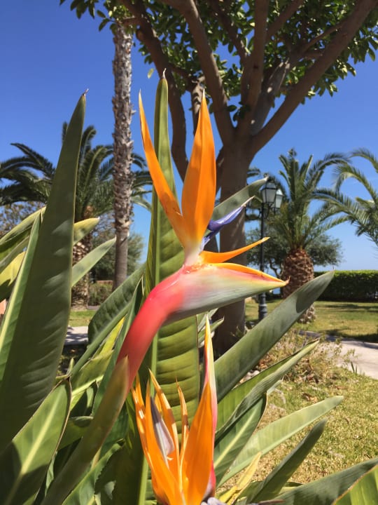 Garten Capo dei Greci Taormina Coast Resort Hotel & Spa