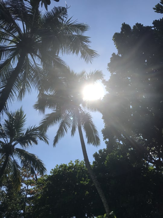 Gartenanlage Hotel Lanka Princess Ayurveda