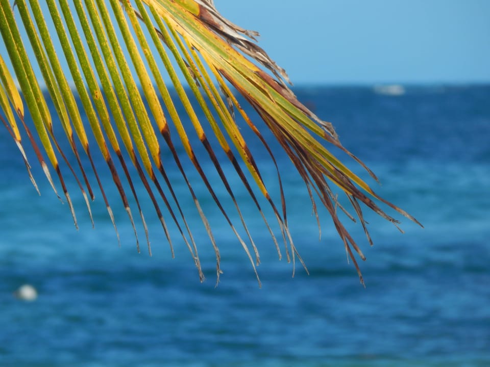 Palme! Villas Bavaro Resort & Spa