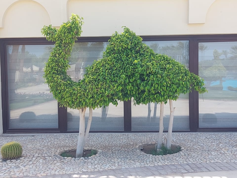Gartenanlage Steigenberger ALDAU Beach Hotel