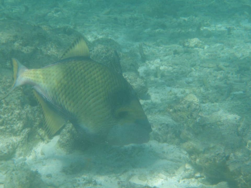 Schnorcheln Summer Island Maldives